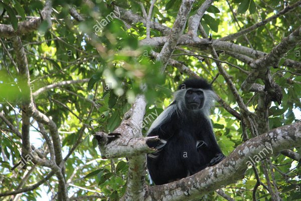 Colobus monkey in Kaya Kinondo forest